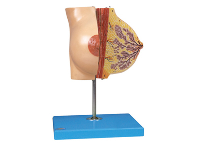 Mô hình tuyến vú nữ (giai đoạn nghỉ ngơi)