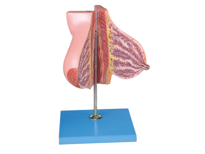 Mô hình tuyến vú nữ (giai đoạn cho con bú)