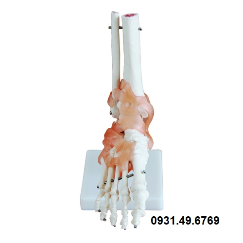 MÔ HÌNH XƯƠNG BÀN CHÂN