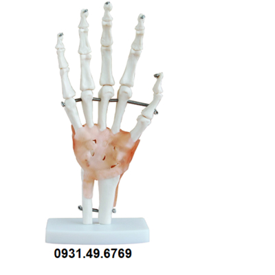 MÔ HÌNH XƯƠNG BÀN TAY