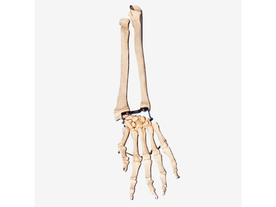 Mô hình xương cẳng tay