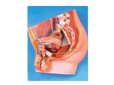 Mô hình xương chậu nam cắt dọc