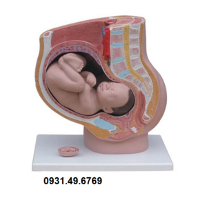 MÔ HÌNH XƯƠNG CHẬU NỮ VÀ THAI NHI ĐỦ THÁNG