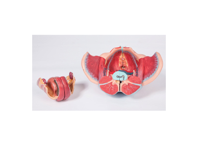 Mô hình xương chậu phụ nữ