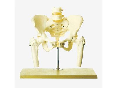 Mô hình xương chậu với cột sống thắt lưng và đầu xương đùi