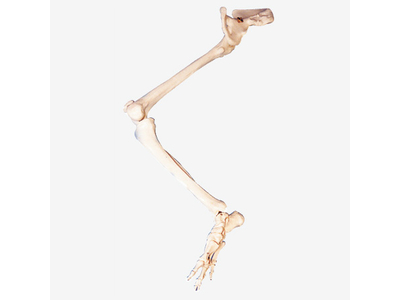 Mô hình xương chi dưới và xương hông