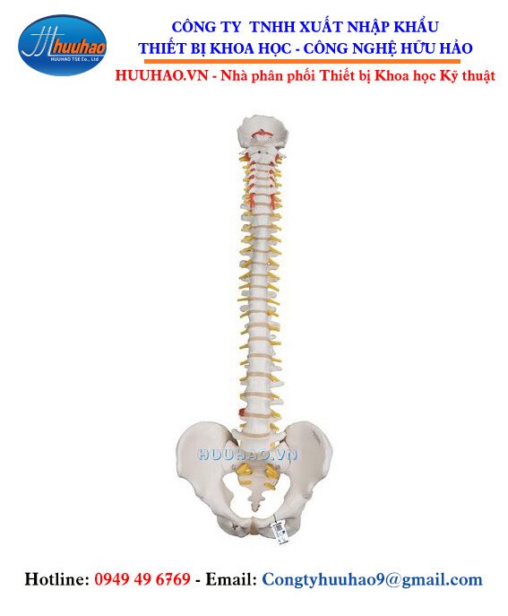 Mô hình giải phẫu hệ xương người 85cm