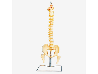 Mô hình xương cột sống và xương chậu