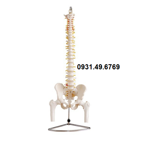 MÔ HÌNH XƯƠNG CỘT SỐNG XƯƠNG CHẬU XƯƠNG ĐÙI 45CM