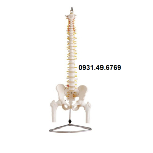 MÔ HÌNH XƯƠNG CỘT SỐNG XƯƠNG CHẬU XƯƠNG ĐÙI 45CM
