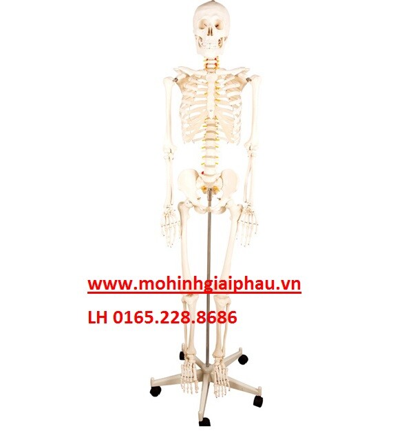 Mô hình bộ xương người 180cm