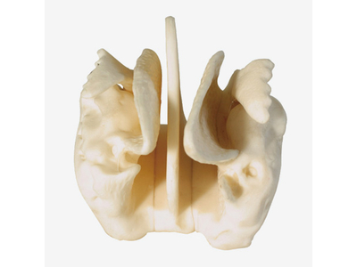 Mô hình xương sàng (Phóng to)