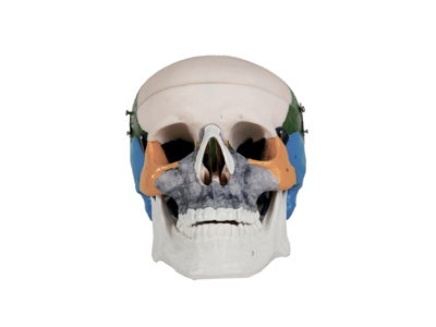 Mô hình xương sọ người lớn