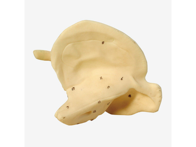 Mô hình xương thái dương