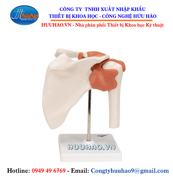 Mô hình giải phẫu xương vai và khớp vai
