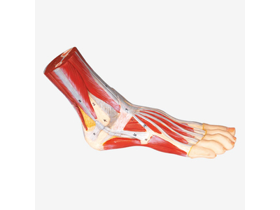Mô hình giải phẫu bàn chân