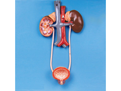 Mô hình hệ tiết niệu