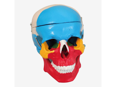 Mô hình xương hộp sọ tách rời