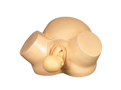 Mô hình mô phỏng quá trình sinh đẻ