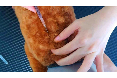 Một huyện của Hà Nội ghi nhận 3 ổ dịch bệnh dại