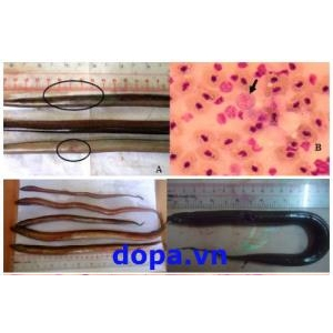 Một Số Bệnh Thường Gặp Trên Lươn Đồng