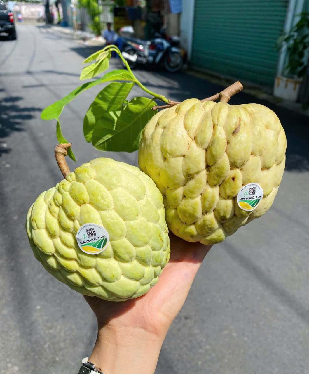 NA THÁI - MĂNG CẦU THÁI CHUYỂN ĐỔI HỮU CƠ