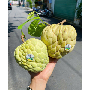 NA THÁI - MĂNG CẦU THÁI CHUYỂN ĐỔI HỮU CƠ