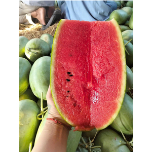 Nguồn sỉ dưa hấu, dưa hấu sạch hữu cơ uy tín tại tphcm, miền nam
