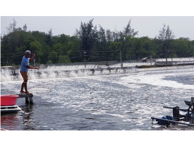 Nguyên nhân và cách xử lý ao nuôi tôm có nhiều bọt lâu tan
