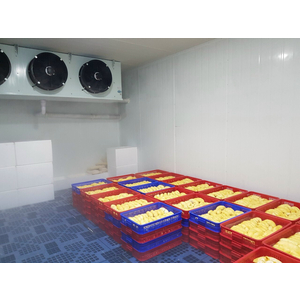 Nhiệt độ và độ ẩm lý tưởng trong kho lạnh sầu riêng: Bạn đã cài đặt đúng chưa?