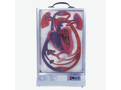 Mô hình nhịp tim và tuần hoàn máu điện tử