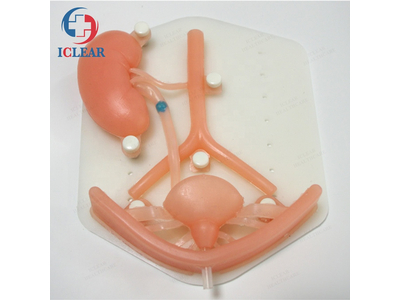 Mô hình thực hành nội soi niệu