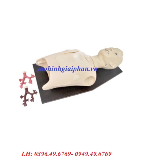 Mô hình đào tạo nội soi phế quản