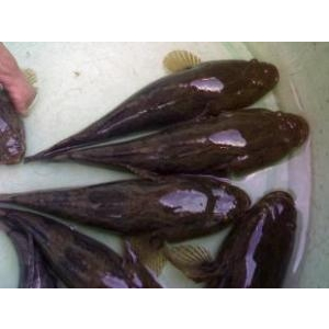 Nuôi Cá Bống Tượng