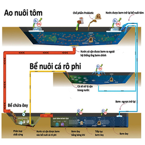 Nuôi tôm trên cạn – mô hình của tương lai