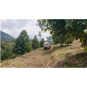 Phân gà Compost Hóa Phát