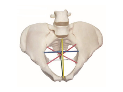 Phương pháp đo khung chậu