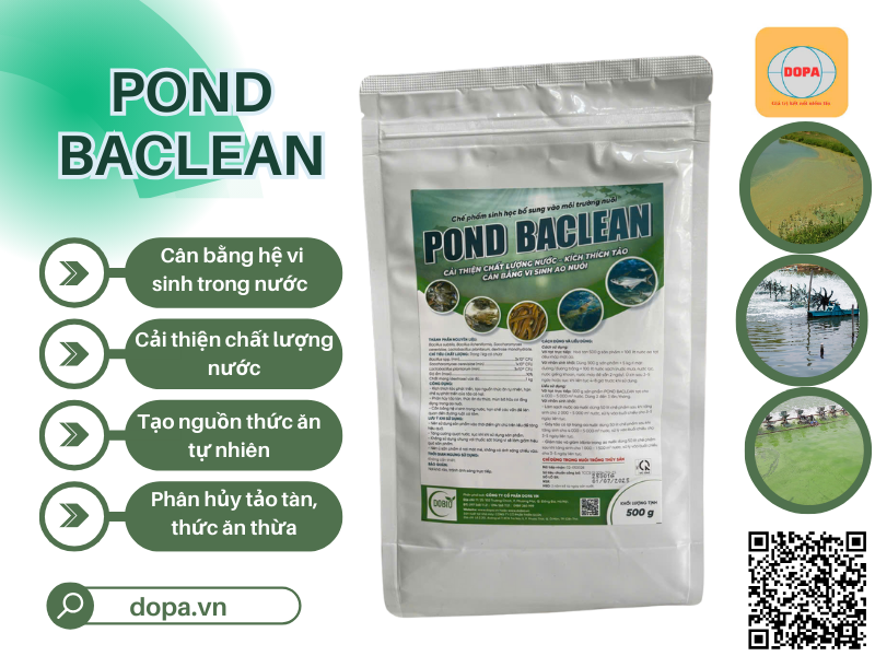 POND BACLEAN: Chế phẩm vi sinh cải thiện môi trường nước kích thích tảo