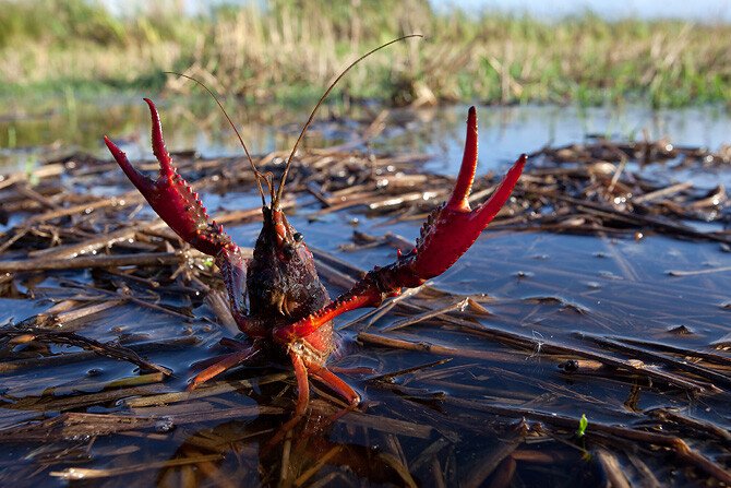 Tôm hùm nước ngọt (Danh pháp khoa học: Procambarus clarkii)