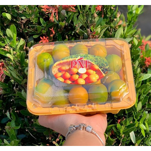 Quất đài không hạt