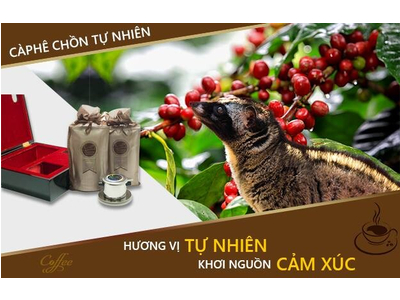 Quà tết Việt - Cà phê Chồn Huyền Thoại Việt - Legend Cafe