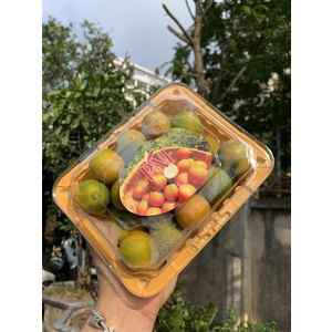 Quất đài không hạt