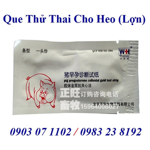 Que thử thai cho heo (Lợn)