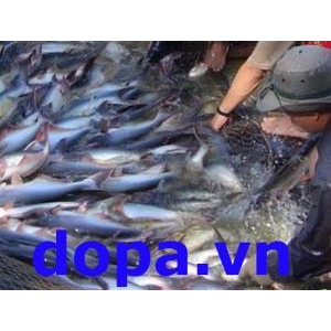 Quy Trình Kỹ thuật Sản Xuất Giống Cá Tra và Cá Basa