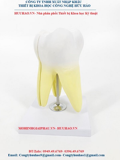 Mô hình giải phẫu răng hàm