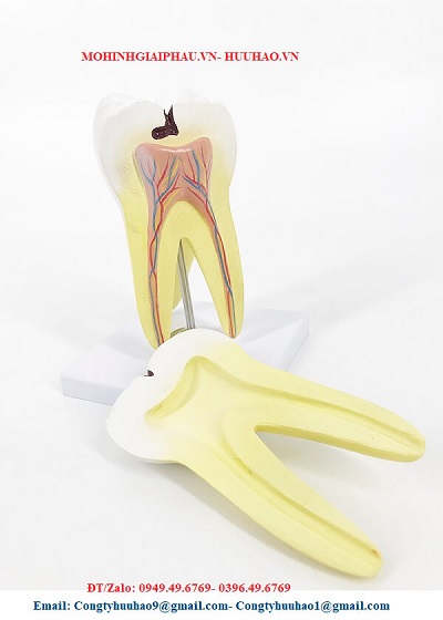 Mô hình giải phẫu răng hàm