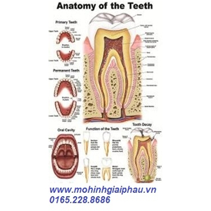 Tranh giải phẫu sinh lý răng-miệng