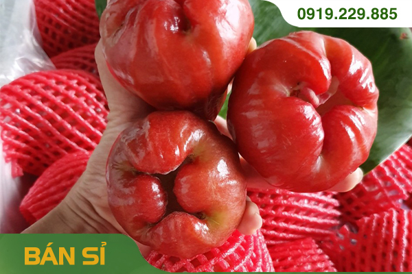 Roi đỏ An phước (thùng 10kg)