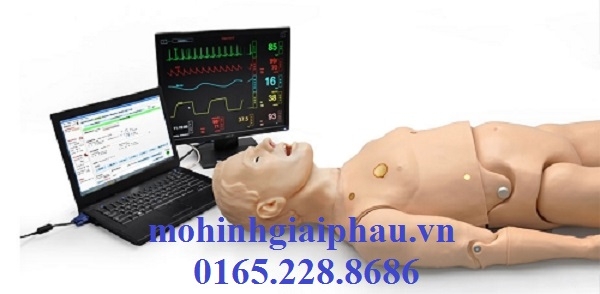 Mô hình thực hành kỹ năng hồi sức cấp cứu người lớn_Model: S300.100_Hãng sản xuất: Gaumard - Mỹ