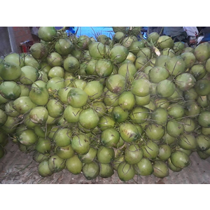 Sản phẩm rượu dừa - Dừa tươi khô